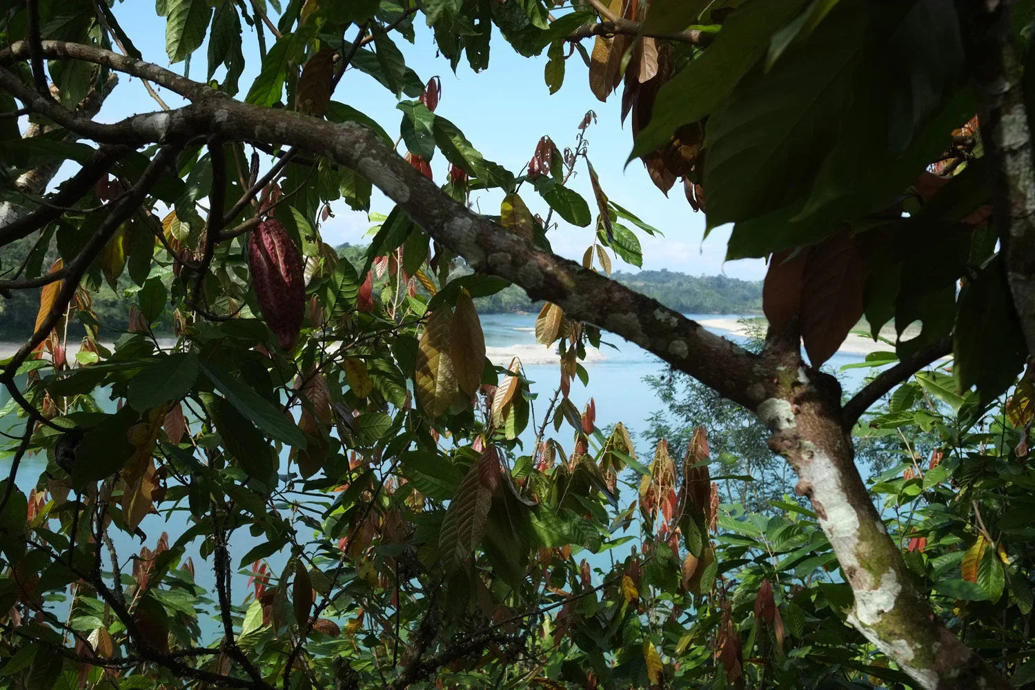 Kakao Partner:innen – Finca Ana Maria, Guatemala – Garçoa Chocolate